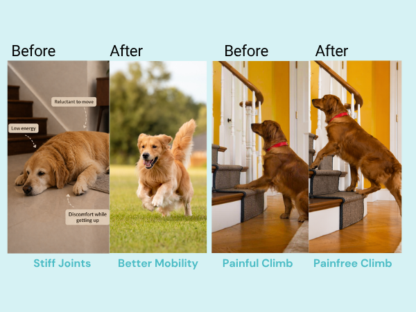 Jounce® Hip & Joint Supplement for Dogs, 30 Crunchies for Stiffness, Limping, Joint Pain & Dogs Prone to Hip Dysplasia with Collagen, Boswellia Serrata & Chondroitin for Mobility & Cartilage Support