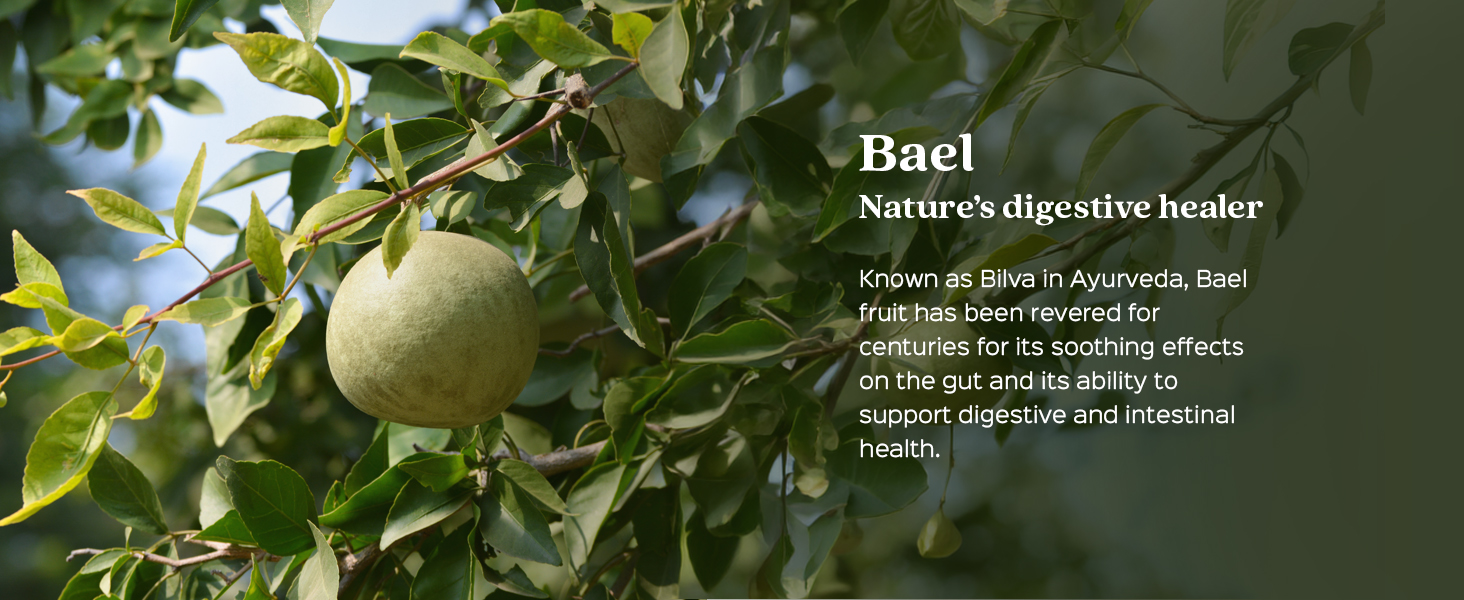 Bael Fruit Powder, Belgiri | Digestive Wellness Support | Wood Apple | 200g