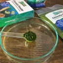 green-water-farm-concentrated-chlorella--4.jpg
