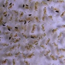 green-water-farm-concentrated-chlorella--6.jpg