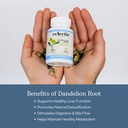 eclectic-herb-dandelion-root-supports-th-4.jpg