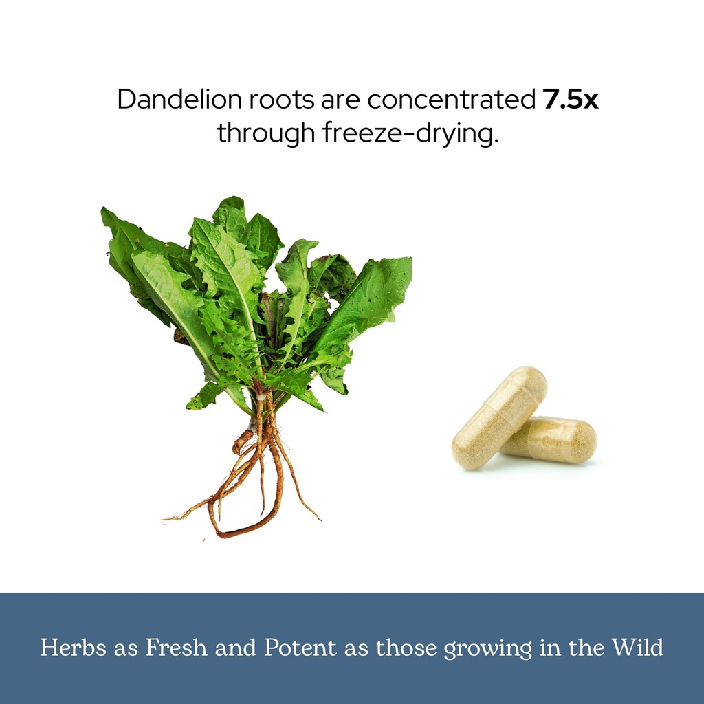 eclectic-herb-dandelion-root-supports-th-6.jpg