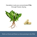 eclectic-herb-dandelion-root-supports-th-6.jpg