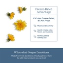 eclectic-herb-dandelion-root-supports-th-5.jpg
