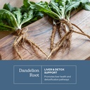 eclectic-herb-dandelion-root-supports-th-3.jpg