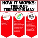 force-factor-tribulus-terrestris-max-for-3.jpg