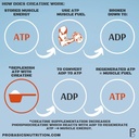 pro-basics-micronized-creatine-monohydra-4.jpg