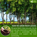 freshdrinkus-premium-6oz-neem-leaf-powde-5.jpg