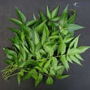 neotea-neem-leaves-powder-100-pure-azadi-6.jpg
