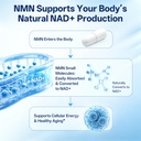 nmn-supplement-400mg-per-serving-beta-ni-4.jpg