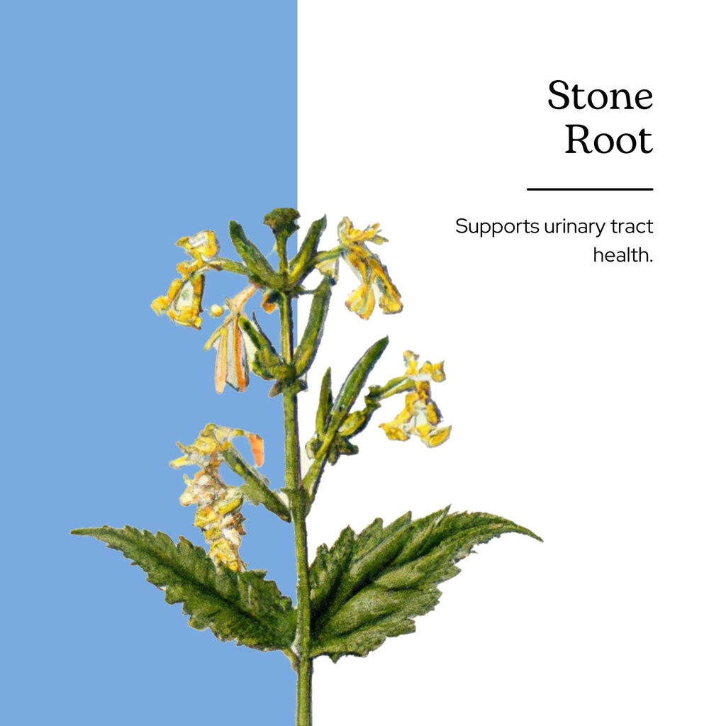 eclectic-institute-stone-root-o-2-ounce-2.jpg