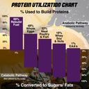 hnp-labs-rebuild-fuel-essential-amino-ac-4.jpg