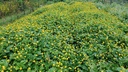 spilanthes-oleracea-tincture-liquid-toot-3.jpg