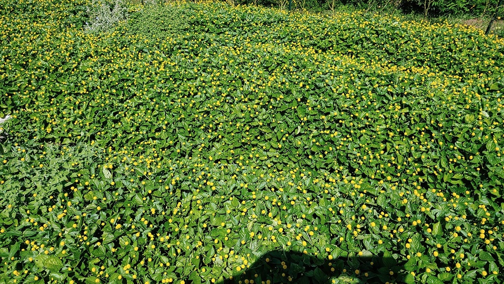 spilanthes-oleracea-tincture-liquid-toot-6.jpg