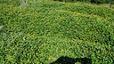 spilanthes-oleracea-tincture-liquid-toot-6.jpg