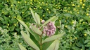spilanthes-oleracea-tincture-liquid-toot-4.jpg