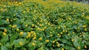 spilanthes-oleracea-tincture-liquid-toot-6.jpg