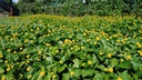 spilanthes-oleracea-tincture-liquid-toot-3.jpg