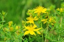health-embassy-st-john-s-wort-herb-tea-h-5.jpg