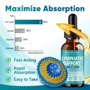 liposomal-lymphatic-drainage-drops-13-in-2.jpg