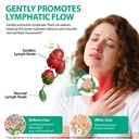 lymphatic-drainage-drops-for-lymphatic-c-5.jpg