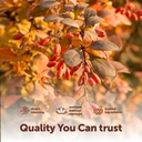 micro-ingredients-berberine-with-ceylon--5.jpg