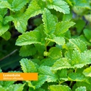 herb-pharm-certified-organic-lemon-balm--6.jpg