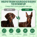 pet-ear-taping-glue-doberman-ear-posting-2.jpg