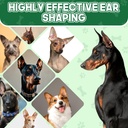 pet-ear-taping-glue-doberman-ear-posting-6.jpg