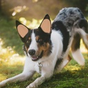 popetpop-dog-ear-stand-sticker-support-t-2.jpg