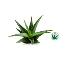 frela-100-pure-organic-aloe-vera-pulp-12-6.jpg
