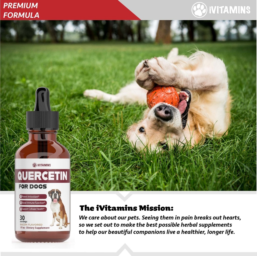 quercetin-for-dogs-quercetin-for-dogs-al-5.jpg