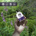 amazing-botanicals-skullcap-10x-extract--6.jpg