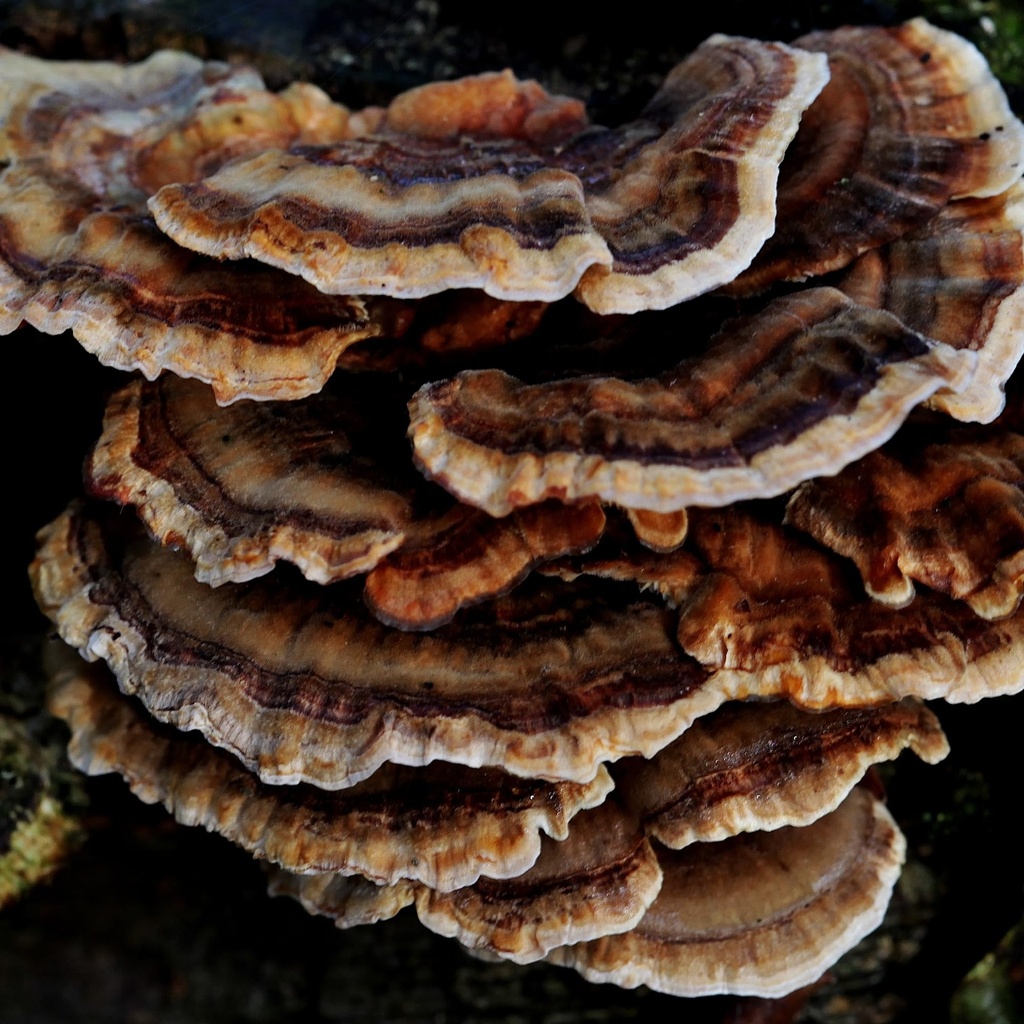 earthborn-elements-turkey-tail-mushroom--4.jpg