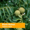 herb-pharm-black-walnut-liquid-extract-d-5.jpg