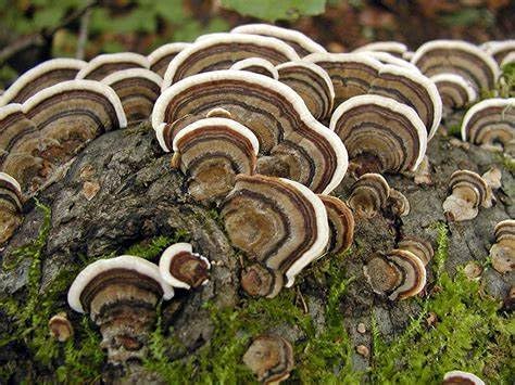 turkey-tail-mushroom-trametes-versicolor-6.jpg
