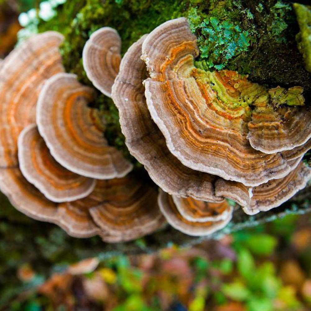 turkey-tail-mushroom-trametes-versicolor-4.jpg