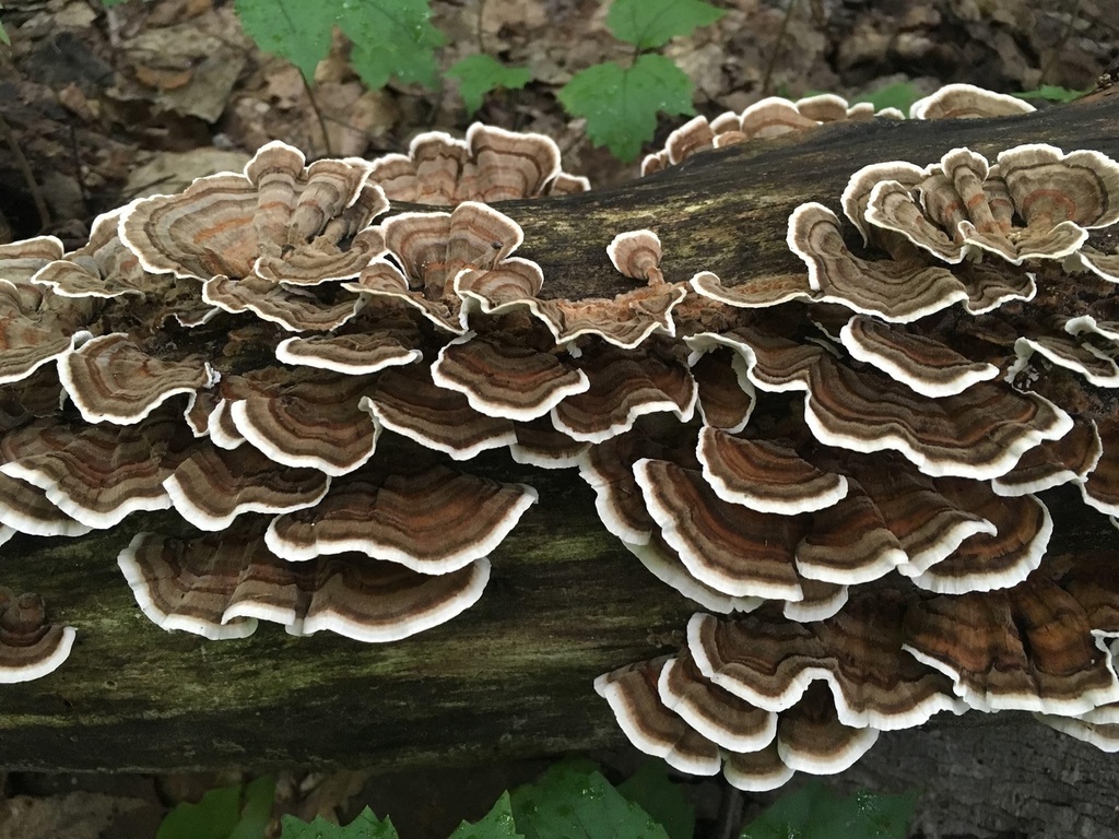 turkey-tail-mushroom-trametes-versicolor-5.jpg