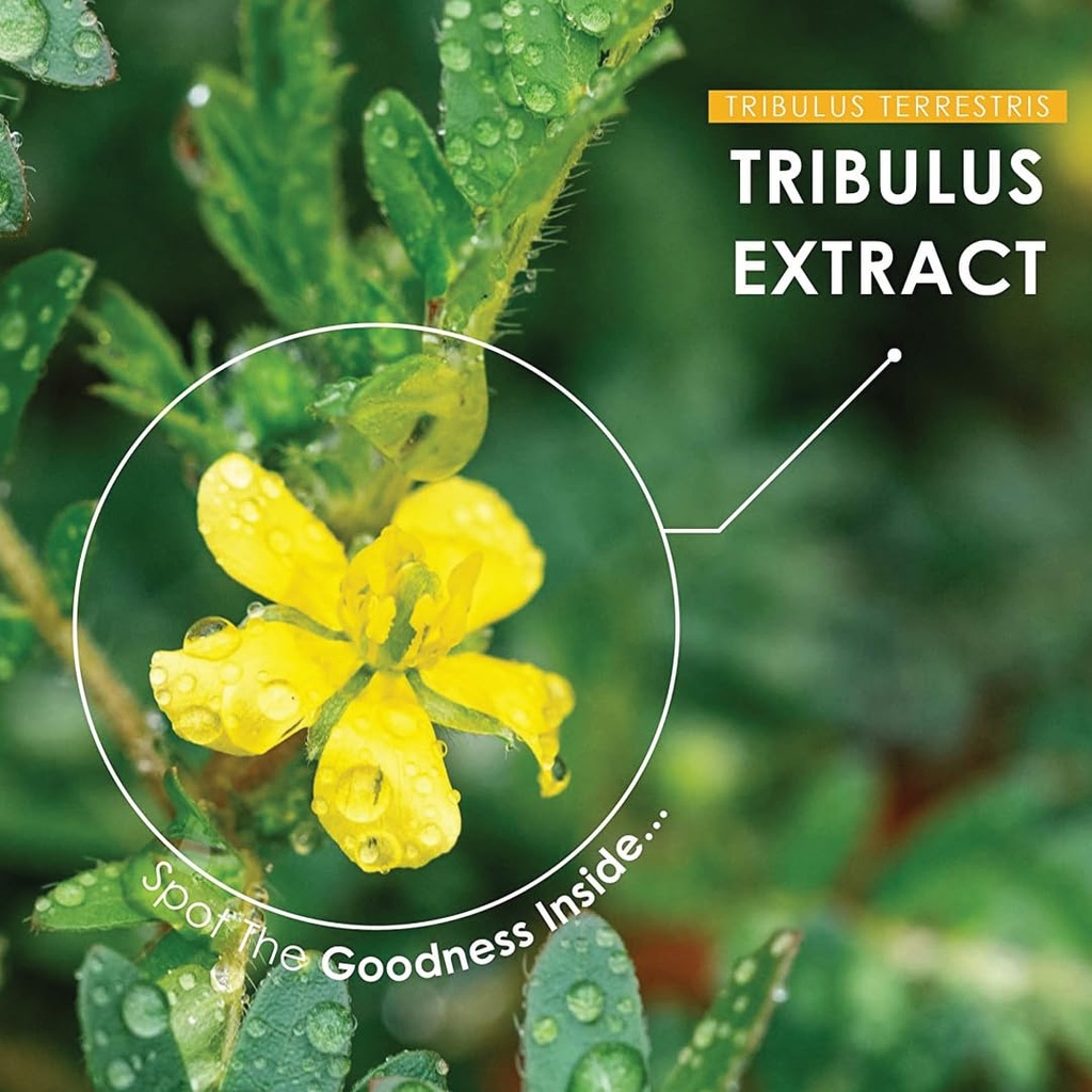 minature-gokshura-tribulus-terrestris-ta-6.jpg