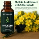 betterlungs-mullein-leaf-extract-and-gum-2.jpg