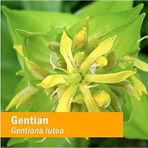 herb-pharm-gentian-liquid-herbal-extract-5.jpg
