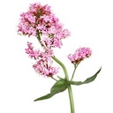 valerian-root-capsules-organic-500mg-her-6.jpg