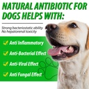 dog-antibiotics-natural-antibiotics-for--2.jpg