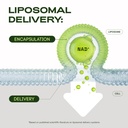 cata-kor-nmn-supplement-alternative-lipo-4.jpg