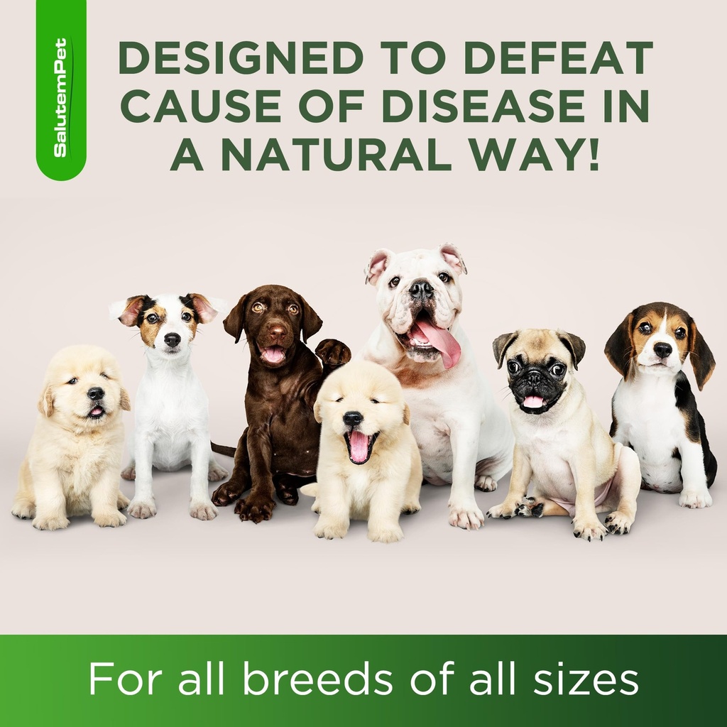 dog-antibiotics-for-infections-cough-itc-6.jpg