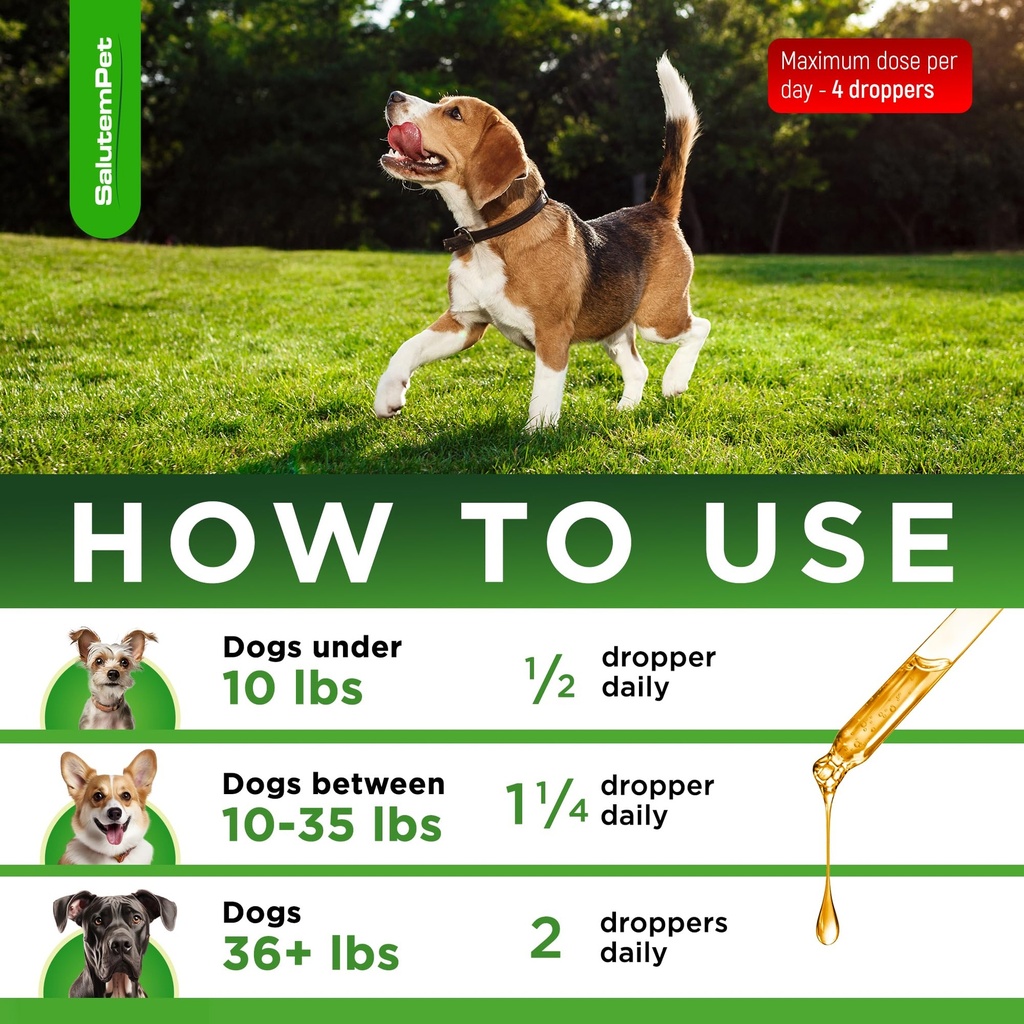 dog-antibiotics-for-infections-cough-itc-4.jpg