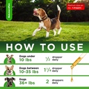 dog-antibiotics-for-infections-cough-itc-4.jpg