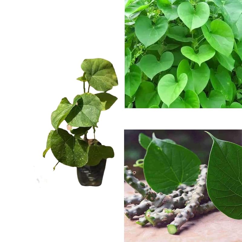 13-of-pack-fresh-neem-tree-giloy-plantat-6.jpg