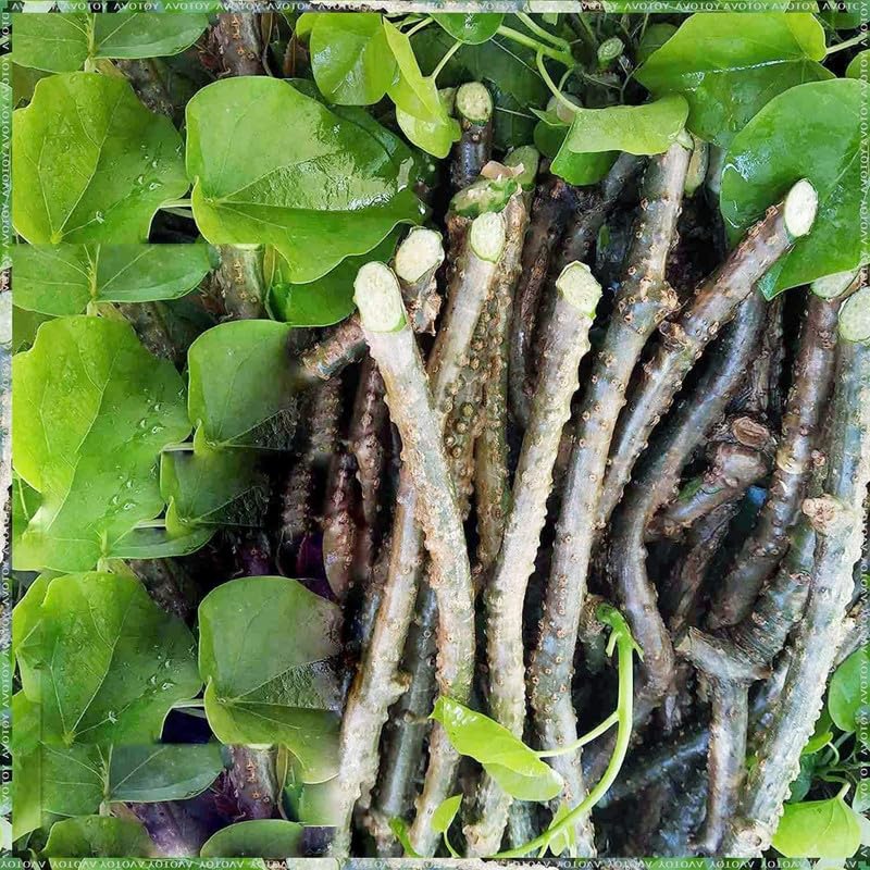 13-of-pack-fresh-neem-tree-giloy-plantat-5.jpg