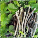 13-of-pack-fresh-neem-tree-giloy-plantat-5.jpg
